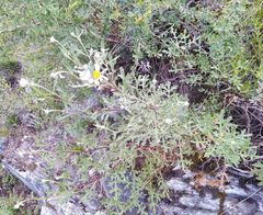 Chrysanthemum sinuatum