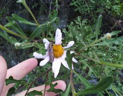 Chrysanthemum sinuatum