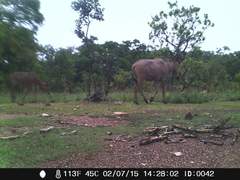 Alcelaphus buselaphus major