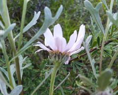Chrysanthemum sinuatum