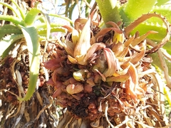 Aceria aloinis