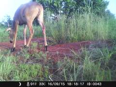 Alcelaphus buselaphus major