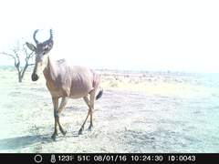 Alcelaphus buselaphus major