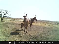 Alcelaphus buselaphus major