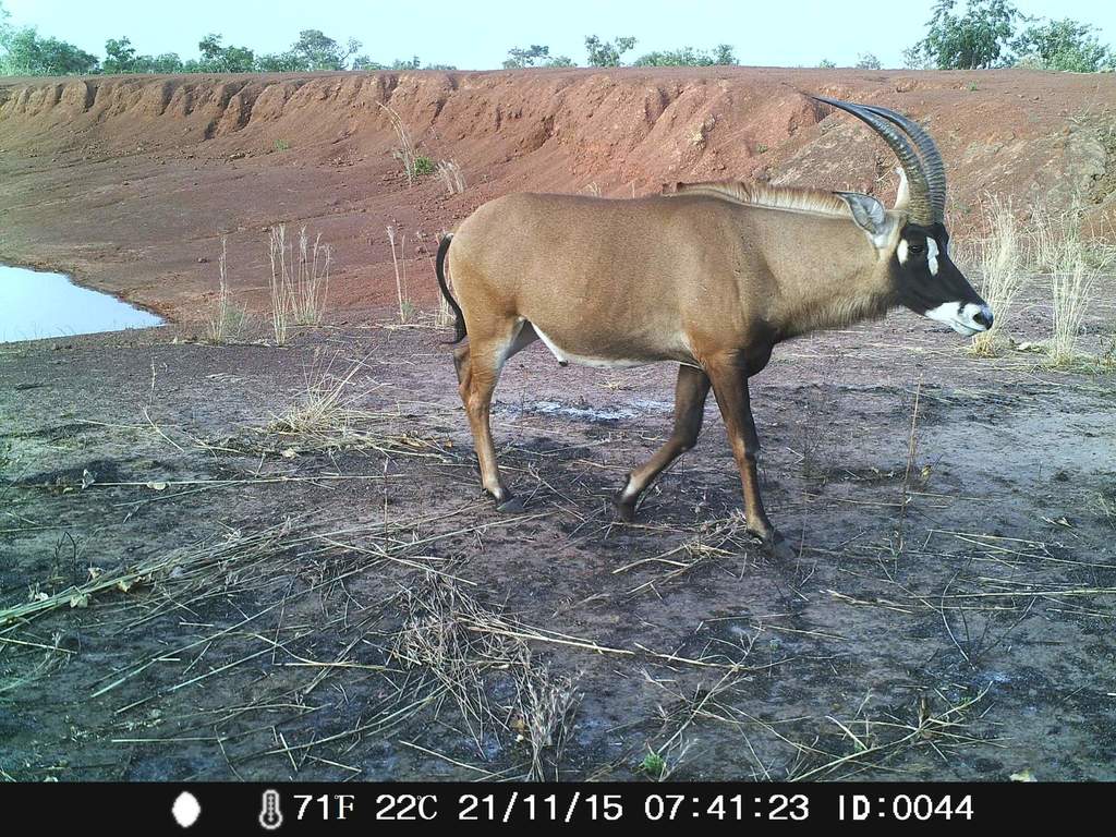 Hippotragus equinus, Boucle de la Pendjari, Tanguiéta, Atakora, Benin, by oebenin