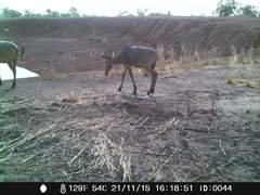 Alcelaphus buselaphus major