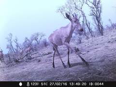 Alcelaphus buselaphus major