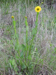 Verbesina tetraptera