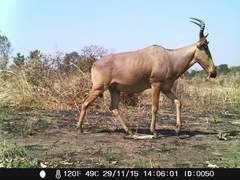 Alcelaphus buselaphus major