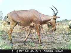 Alcelaphus buselaphus major