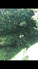 Roridomyces austrororidus