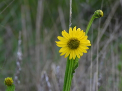 Verbesina tetraptera