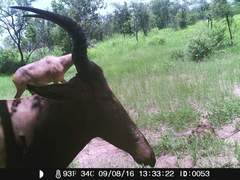 Alcelaphus buselaphus major