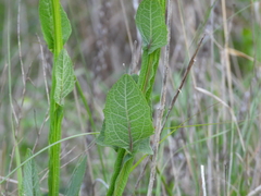 Verbesina tetraptera
