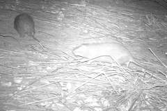 Thryonomys swinderianus