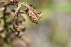 Calocoris roseomaculatus roseomaculatus