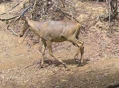 Alcelaphus buselaphus major
