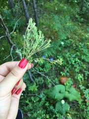 Gentiana squarrosa