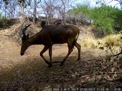 Alcelaphus buselaphus major