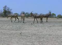 Alcelaphus buselaphus major