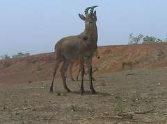 Alcelaphus buselaphus major