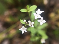 Galium elongatum
