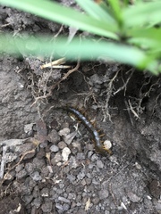 Scolopendra viridis maya