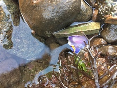 Felimida macfarlandi