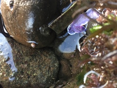 Felimida macfarlandi