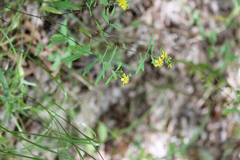 Hypericum lobocarpum