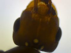 Brachymyrmex patagonicus