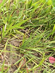 Juncus falcatus