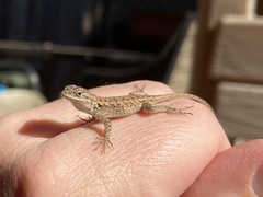 Sceloporus occidentalis