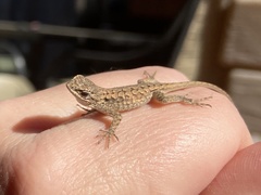 Sceloporus occidentalis