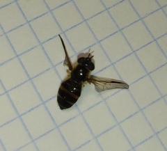 Syrphinae