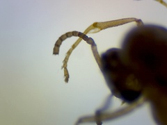 Brachymyrmex patagonicus