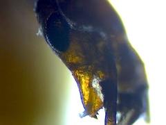 Brachymyrmex patagonicus