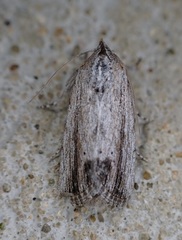 Catabenoides