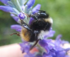 Bombus sichelii