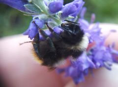 Bombus sichelii