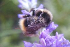 Bombus sichelii
