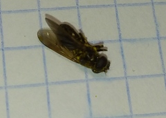 Syrphinae