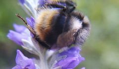 Bombus sichelii