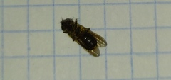 Syrphinae