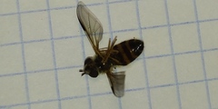 Syrphinae