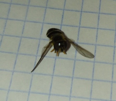 Syrphinae