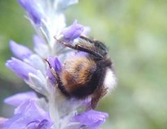 Bombus sichelii