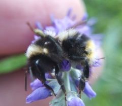 Bombus sichelii