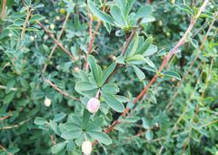 Berberis sibirica