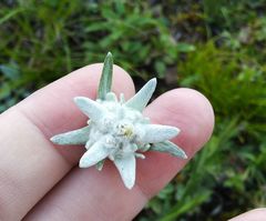 Leontopodium ochroleucum